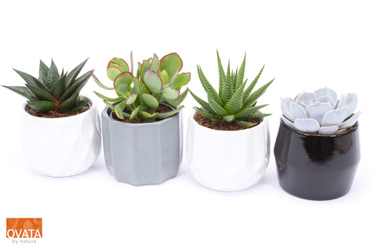 Succulent mix 10cm 10cm Pot
