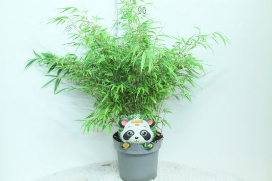 Fargesia rufa 100cm 29cm Pot
