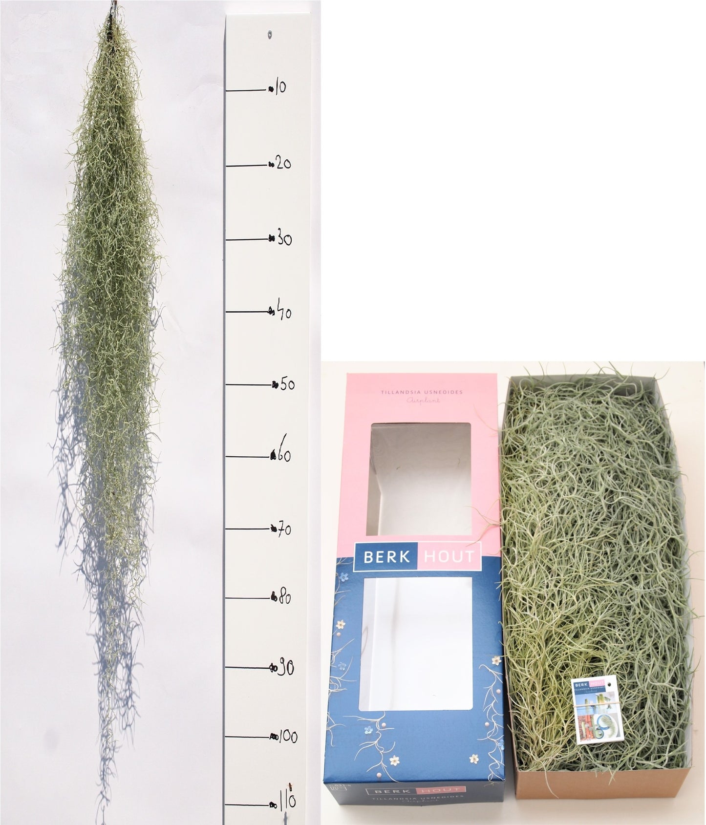 BushBrothers (Lansbergen Orchids) Tillandsia usneoides Pack of 5