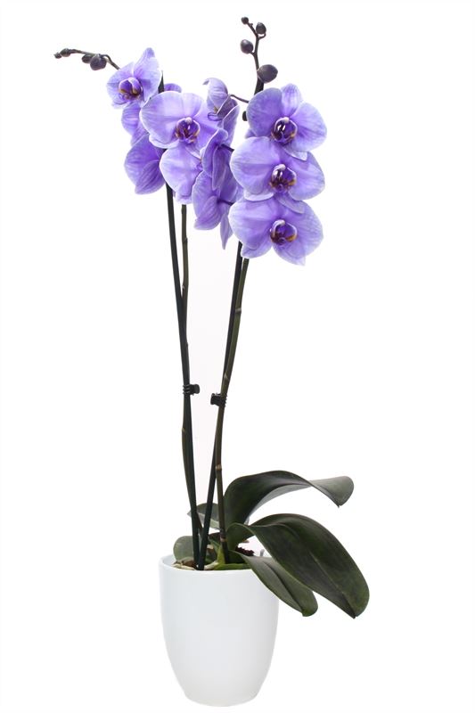 Phalaenopsis Hybrid 55cm 12cm Pot