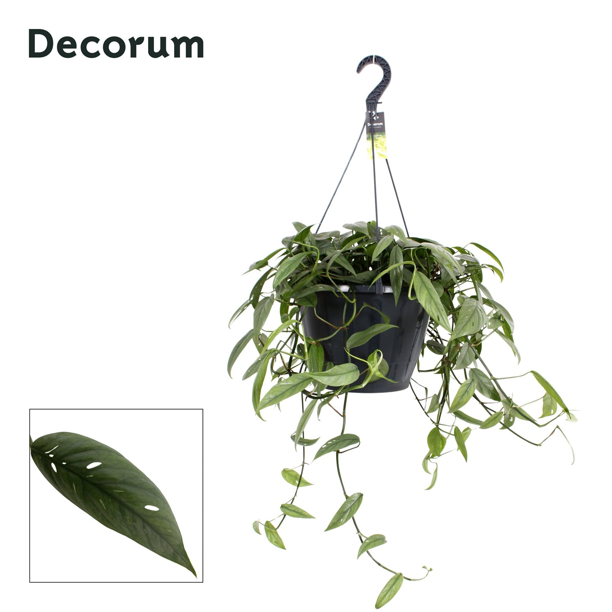 Hillplant BV Epipremnum pinnatum Cebu Blue Pack of 1