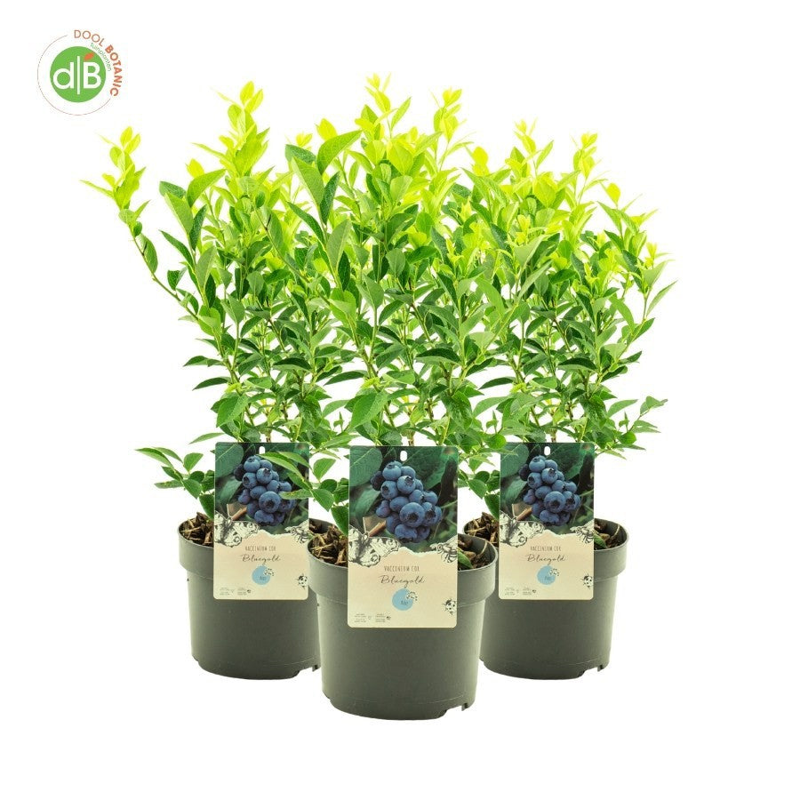 Vaccinium corymbosum ("Blueberry") 45cm 19cm Pot