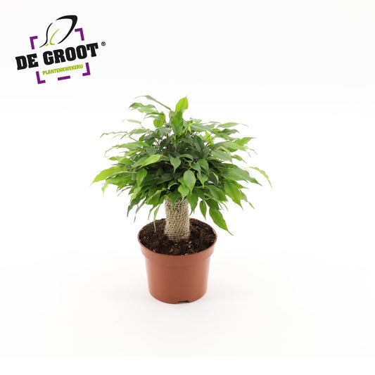 Ficus benjaminia Green Kinky jute standard 30cm 12cm Pot
