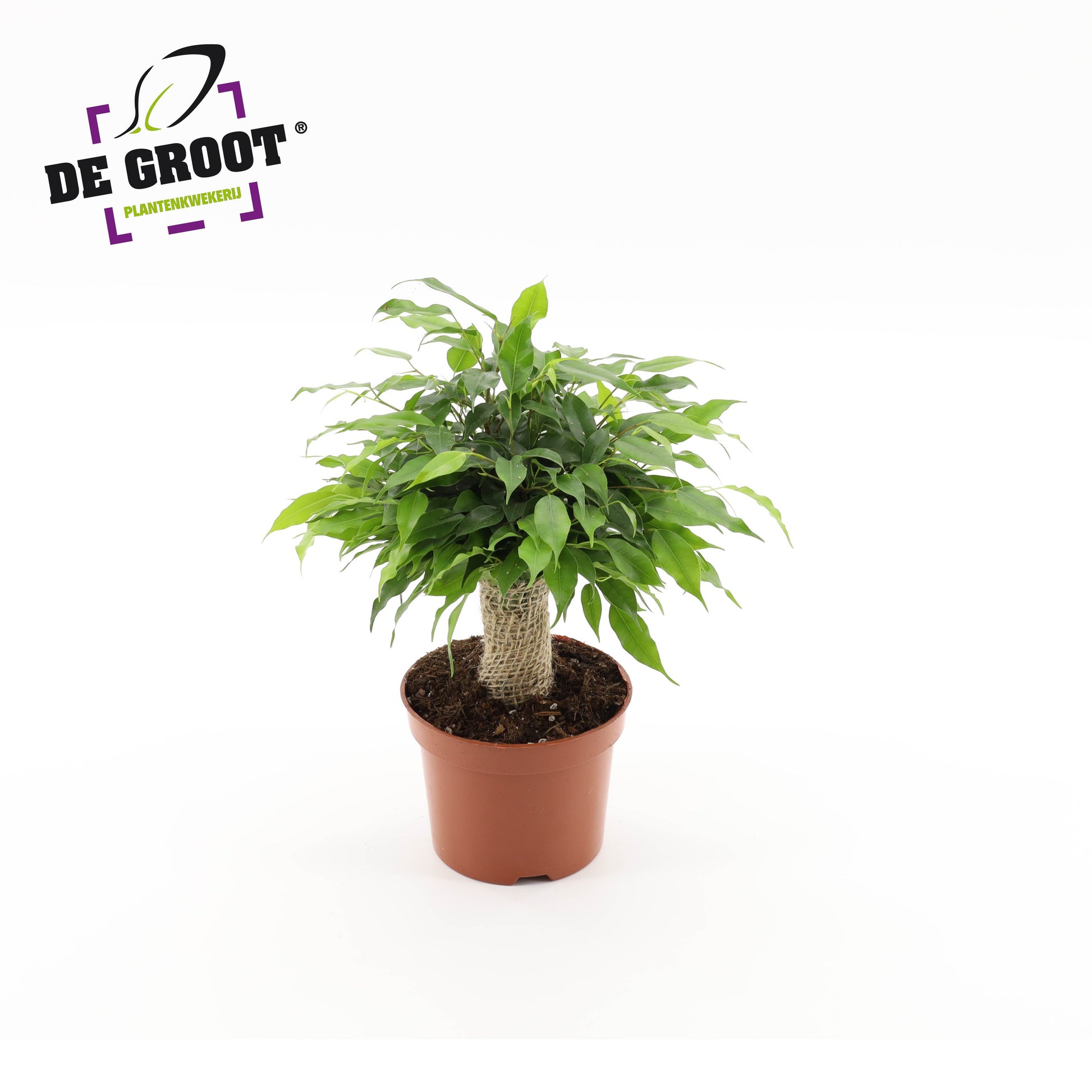 Ficus benj. Green Kinky 30cm 12cm Pot
