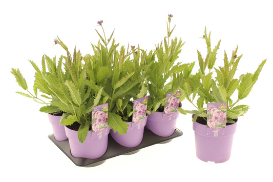 Verbena Venosa Lilac 15cm 15cm Pot