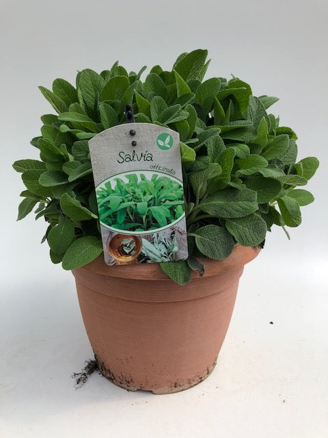 Salvia officinalis (Sage) 45cm 25cm Pot