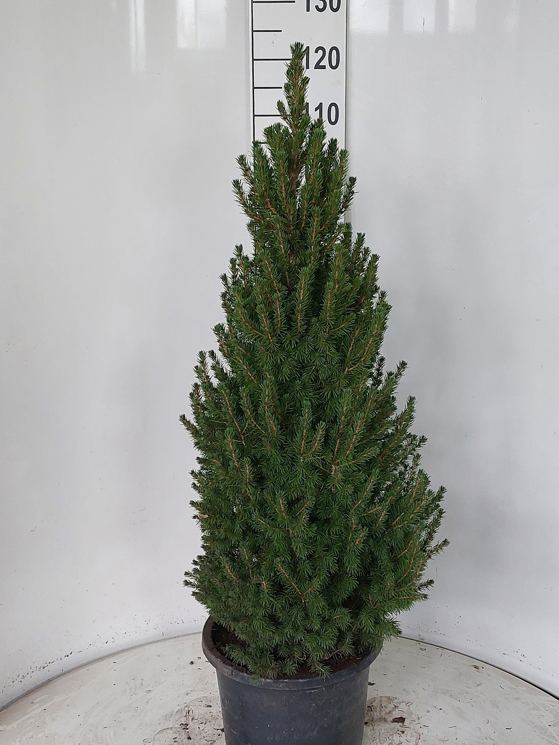 Picea glauca Perfecta 120cm 32cm Pot