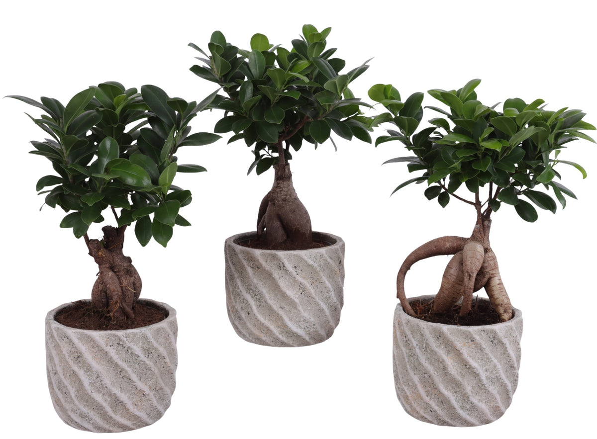 Ficus Ginseng 35cm 15cm Pot