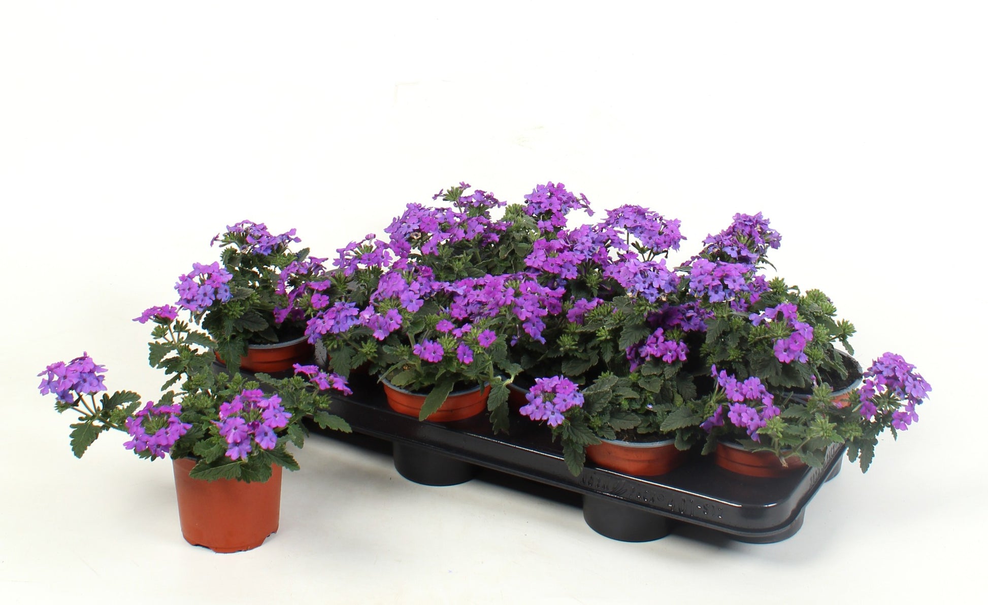 Verbena Lascar Lavender 15cm 510cm Pot