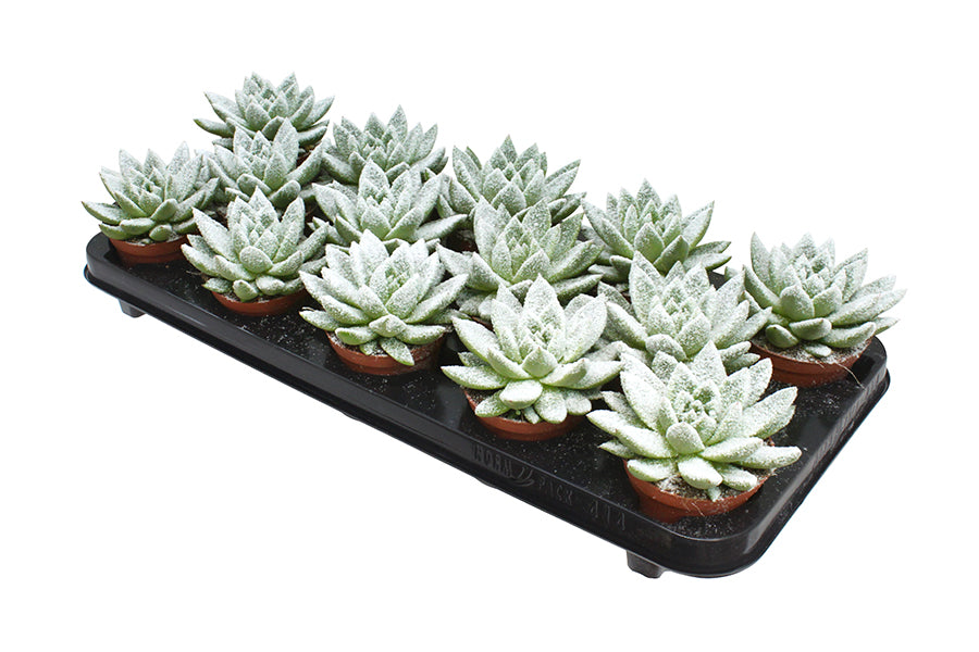 Amigo Plant VOF Miranda + snow Pack of 14