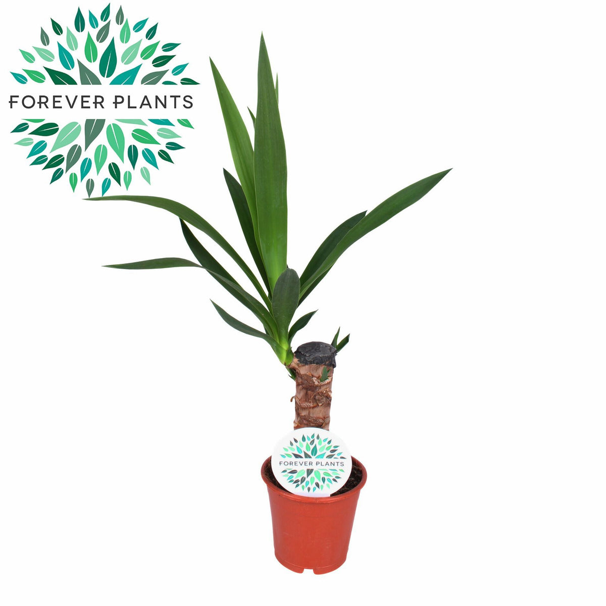 Yucca elephantipes 40cm 12cm Pot
