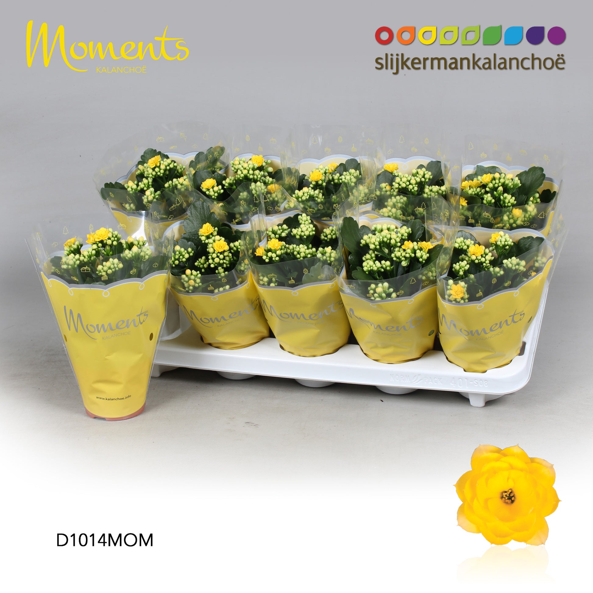 Kalanchoe Sfinx Yellow 23cm 10.5cm Pot