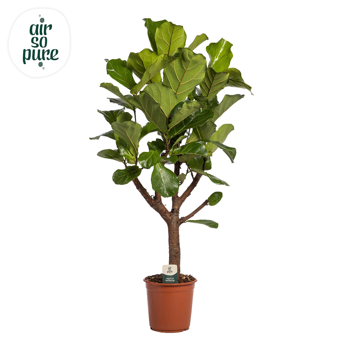 Ficus lyrata 130cm 27cm Pot