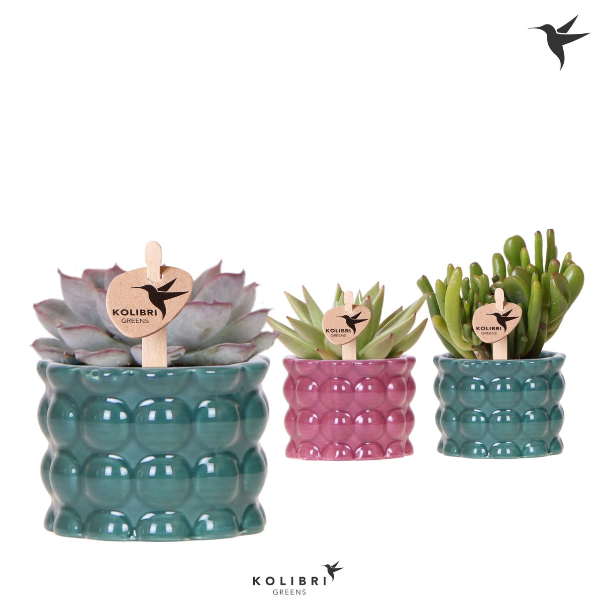 Succulent mix 12cm 6cm Pot