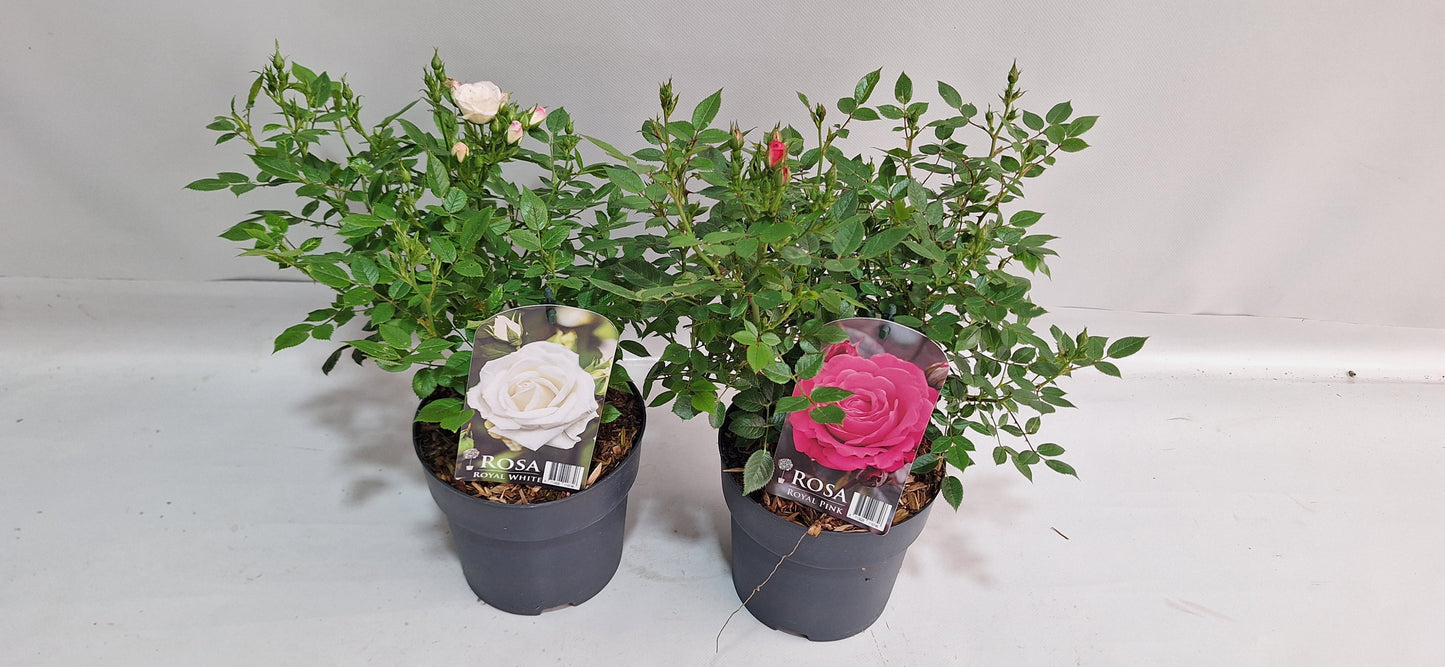 Roses mix 45cm 17cm Pot