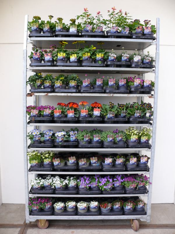 Perennials  mix 25cm 13cm Pot