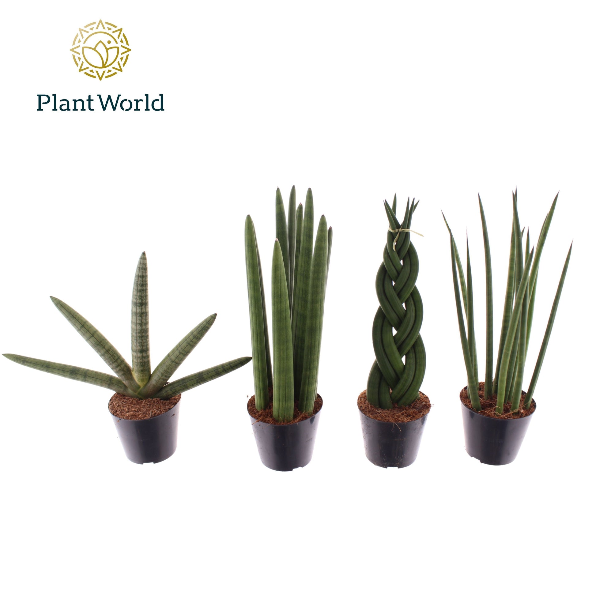 Sansevieria cylindrica 999cm 510cm Pot