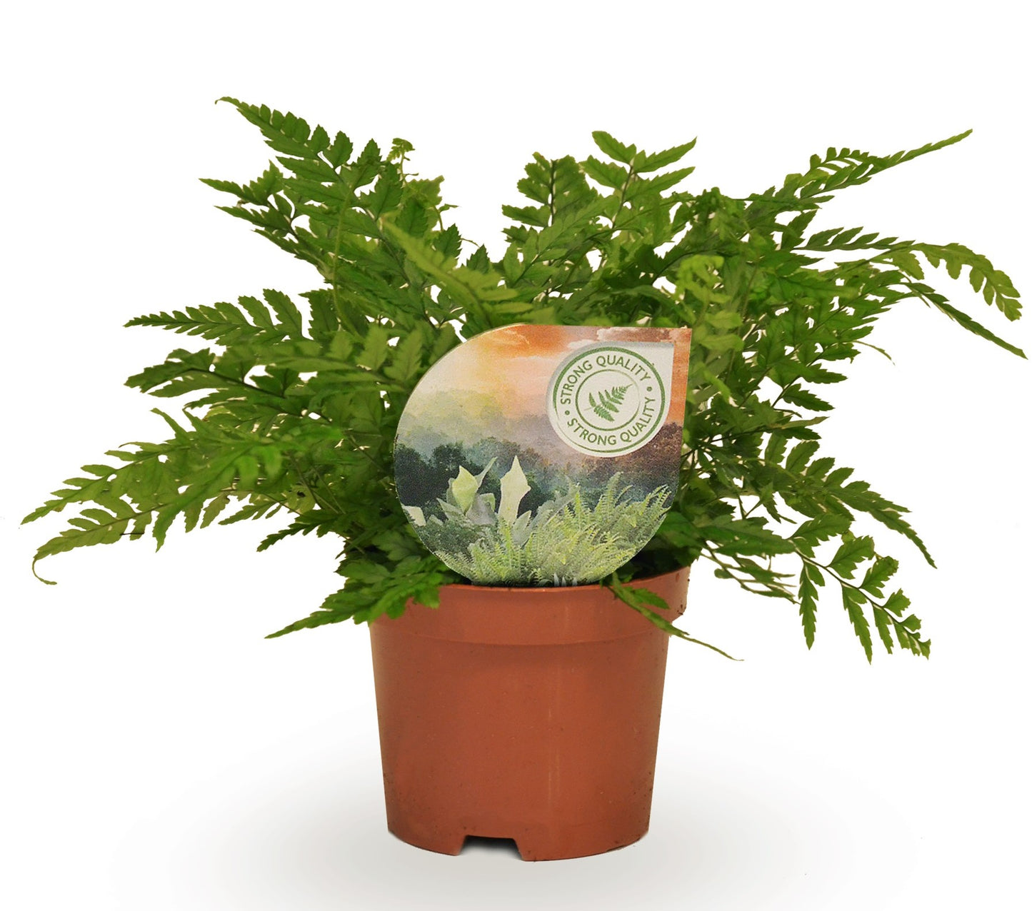 Polystichum tsussimense 15cm 9cm Pot