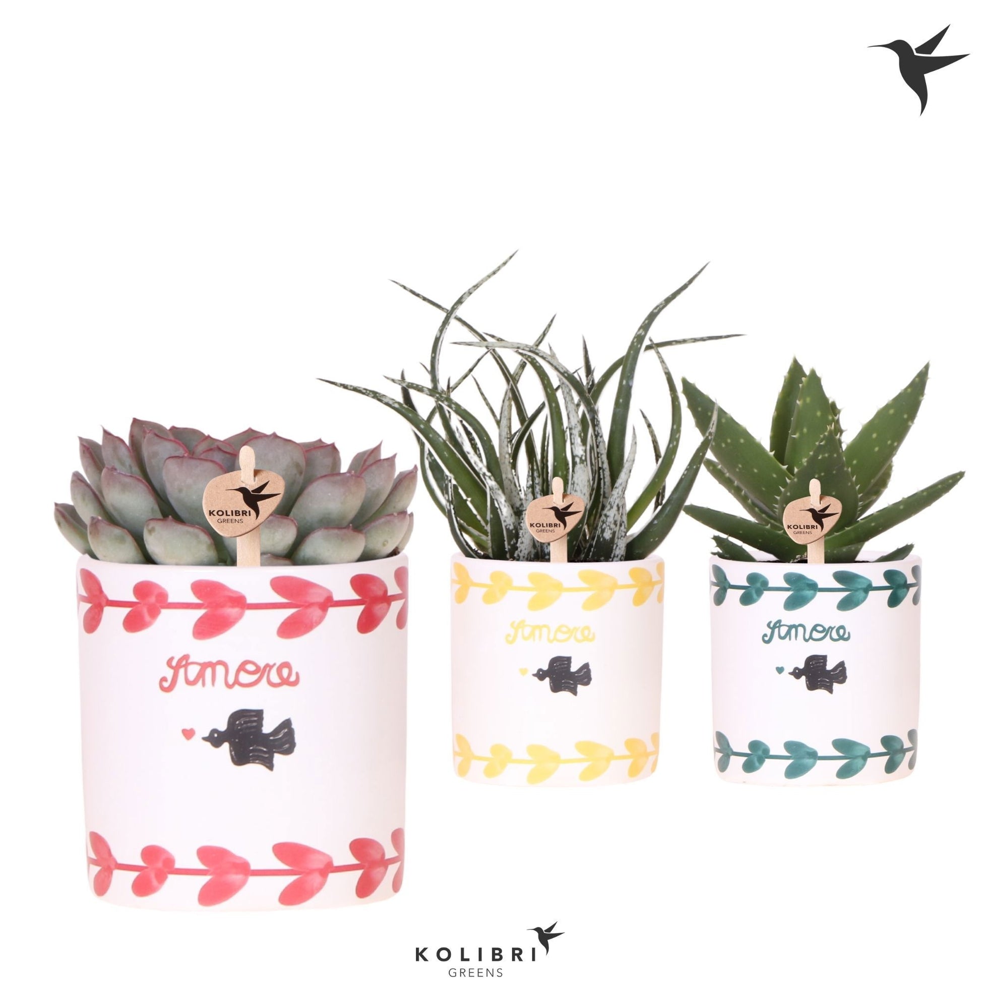 Succulent mix 22cm 9cm Pot