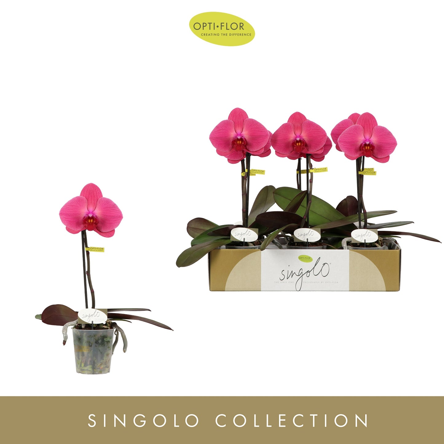Phalaenopsis Singolo Hida 40cm 9cm Pot