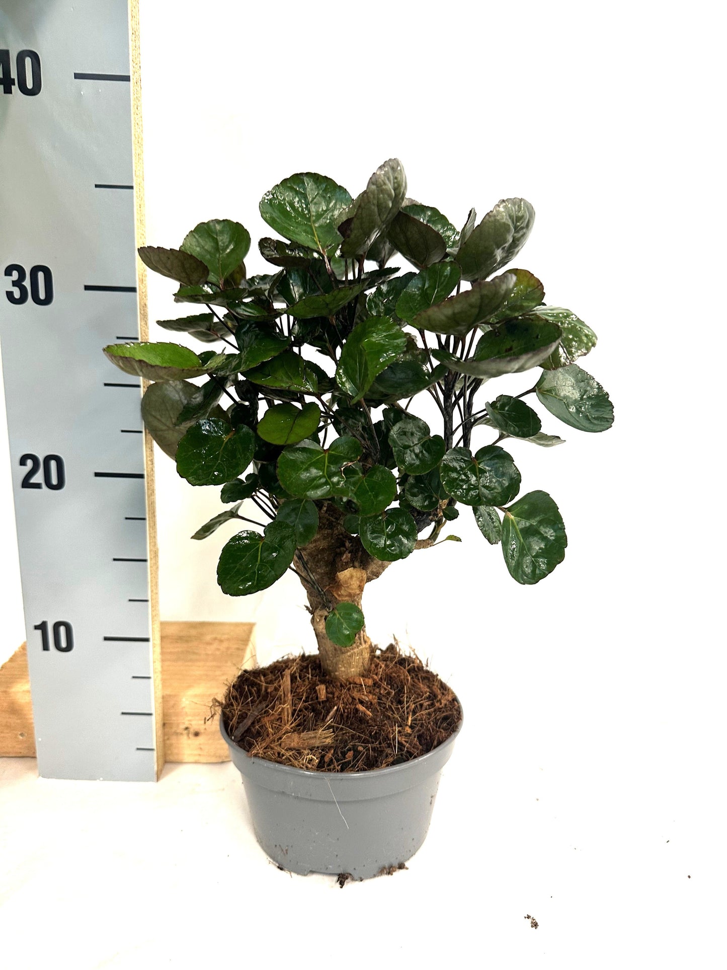 Polyscias Fabian 35cm 12cm Pot