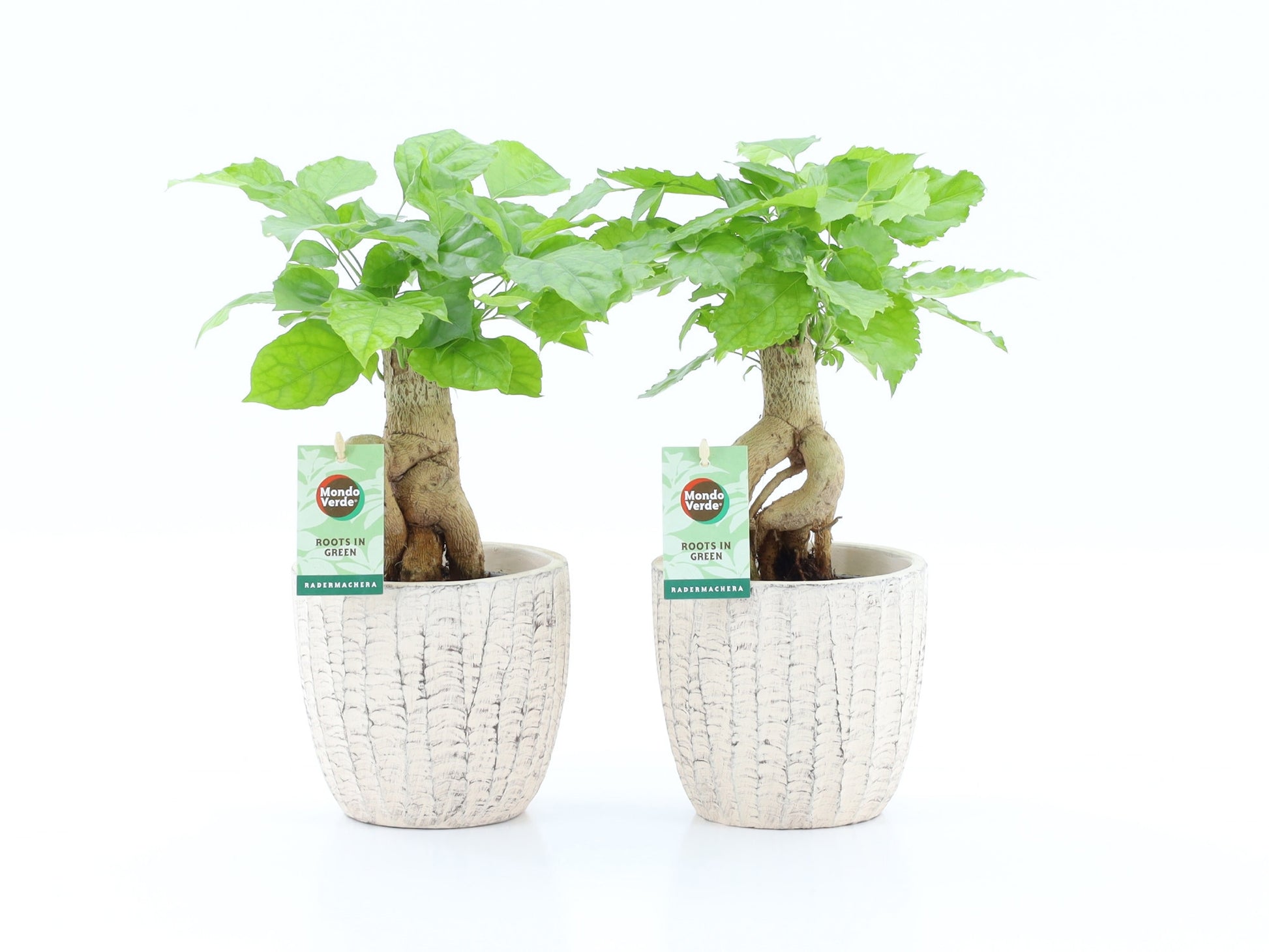 Radermachera sinica 30cm 13cm Pot
