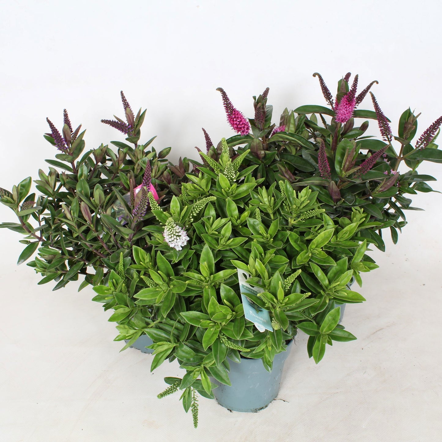 Hebe Addenda mix green 40cm 12cm Pot