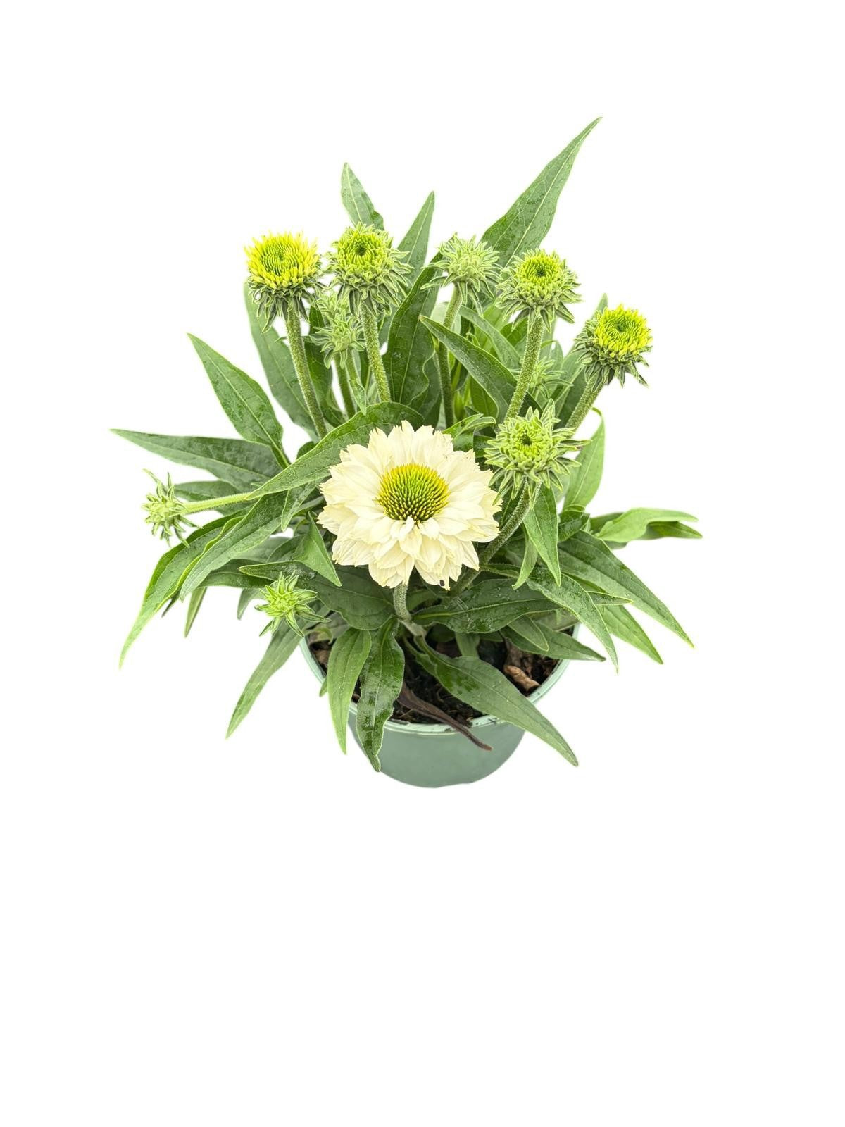 Woudenberg, VOF Gebr. van Echinacea SunSeekers White Perfection Pack of 1
