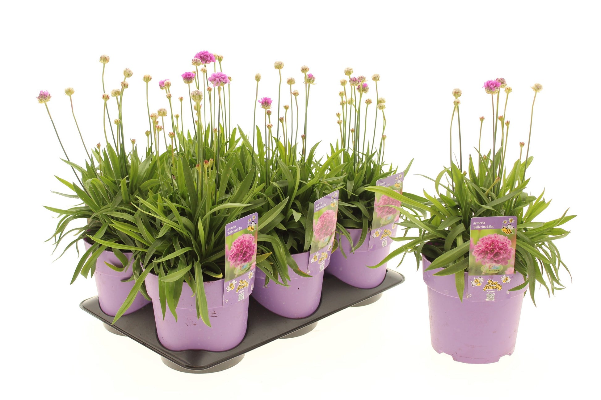 Armeria Ballerina Lilac 25cm 15cm Pot