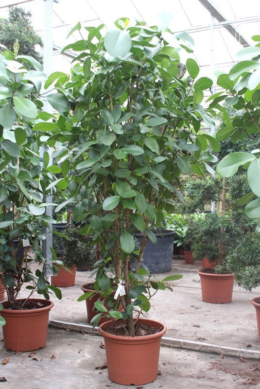 Fachjan BV Clusia rosea Pack of 1