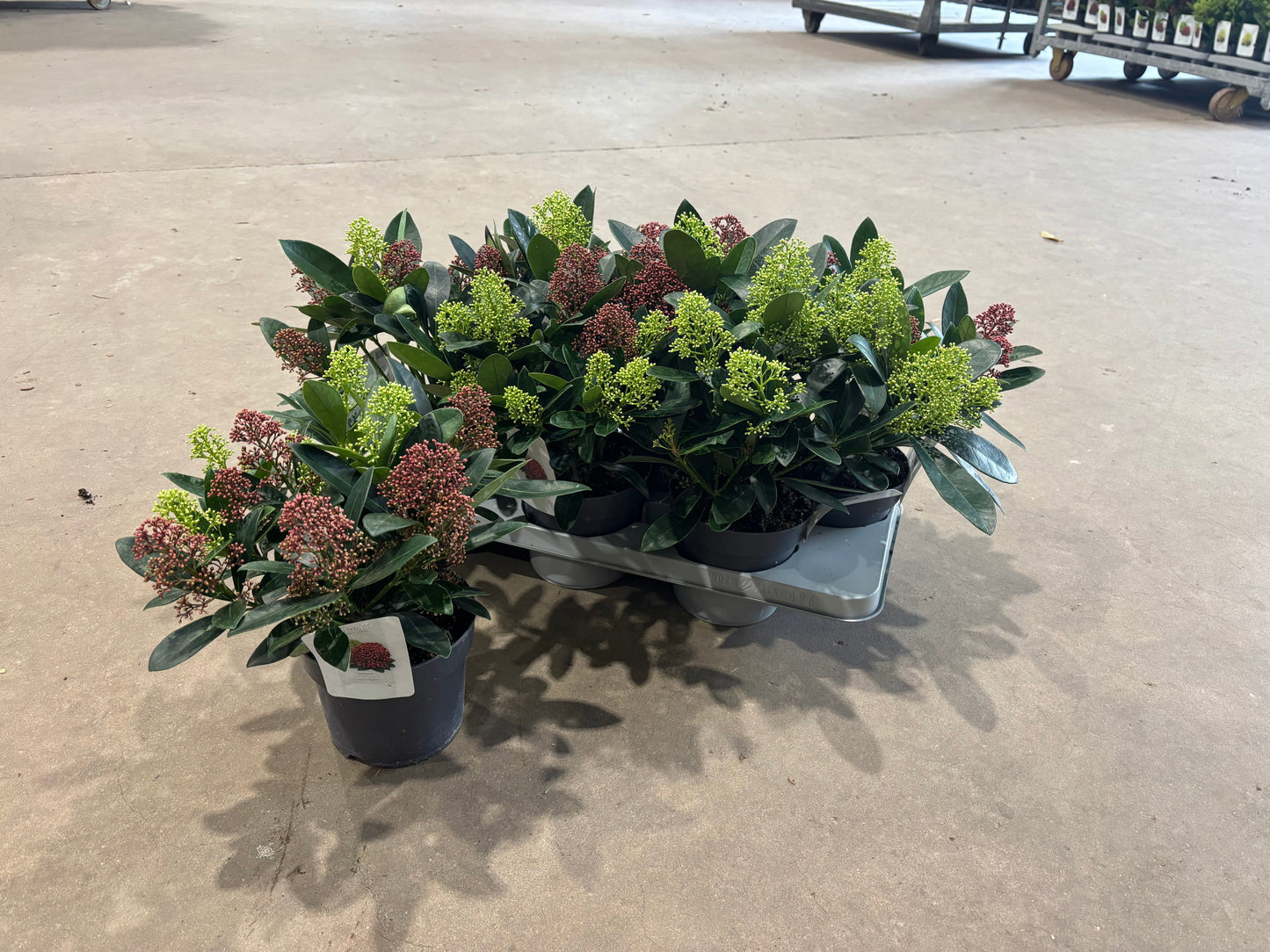 Verboom BV, Kwekerij Skimmia japonica Pack of 6