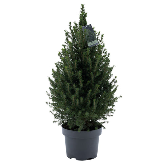 Picea glauca Perfecta 75cm 23cm Pot