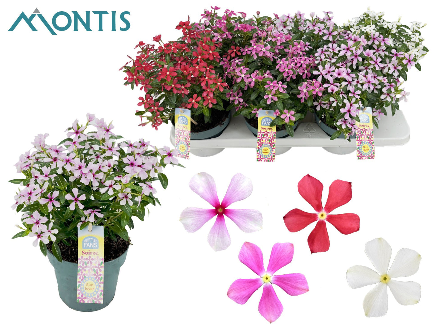 Catharanthus Soirée Mix 26cm 14cm Pot