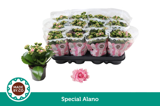 Kalanchoe Rosalina Don Alano 19cm 9cm Pot