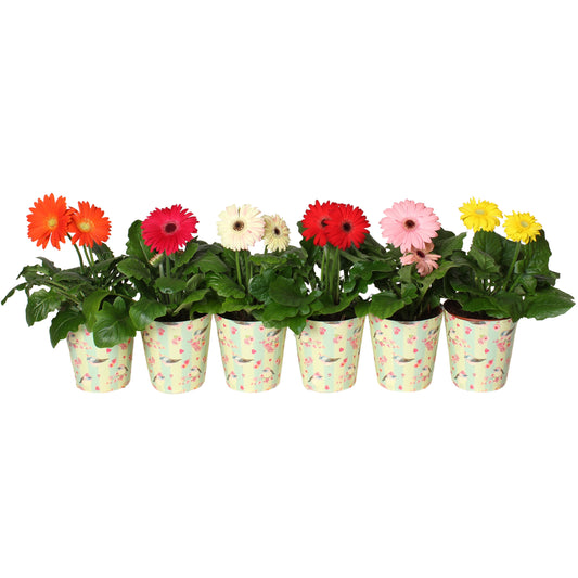Gerbera mix (+ drp.vogels+bloemen cup) 20cm 12cm Pot