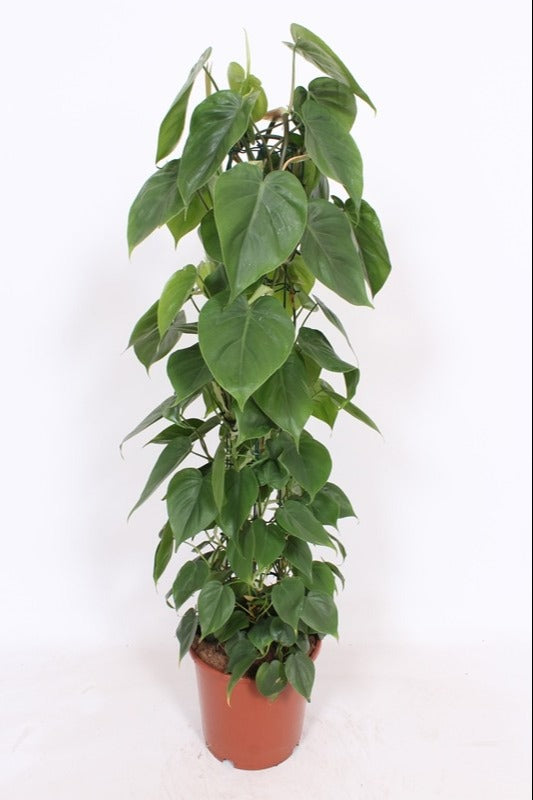 Philodendron scandens 110cm 24cm Pot