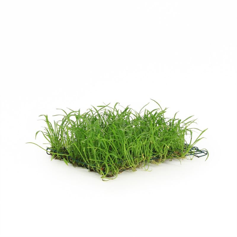 Waterplkw R. Moerings Lilaeopsis Novea-Zealandiae Pack of 3