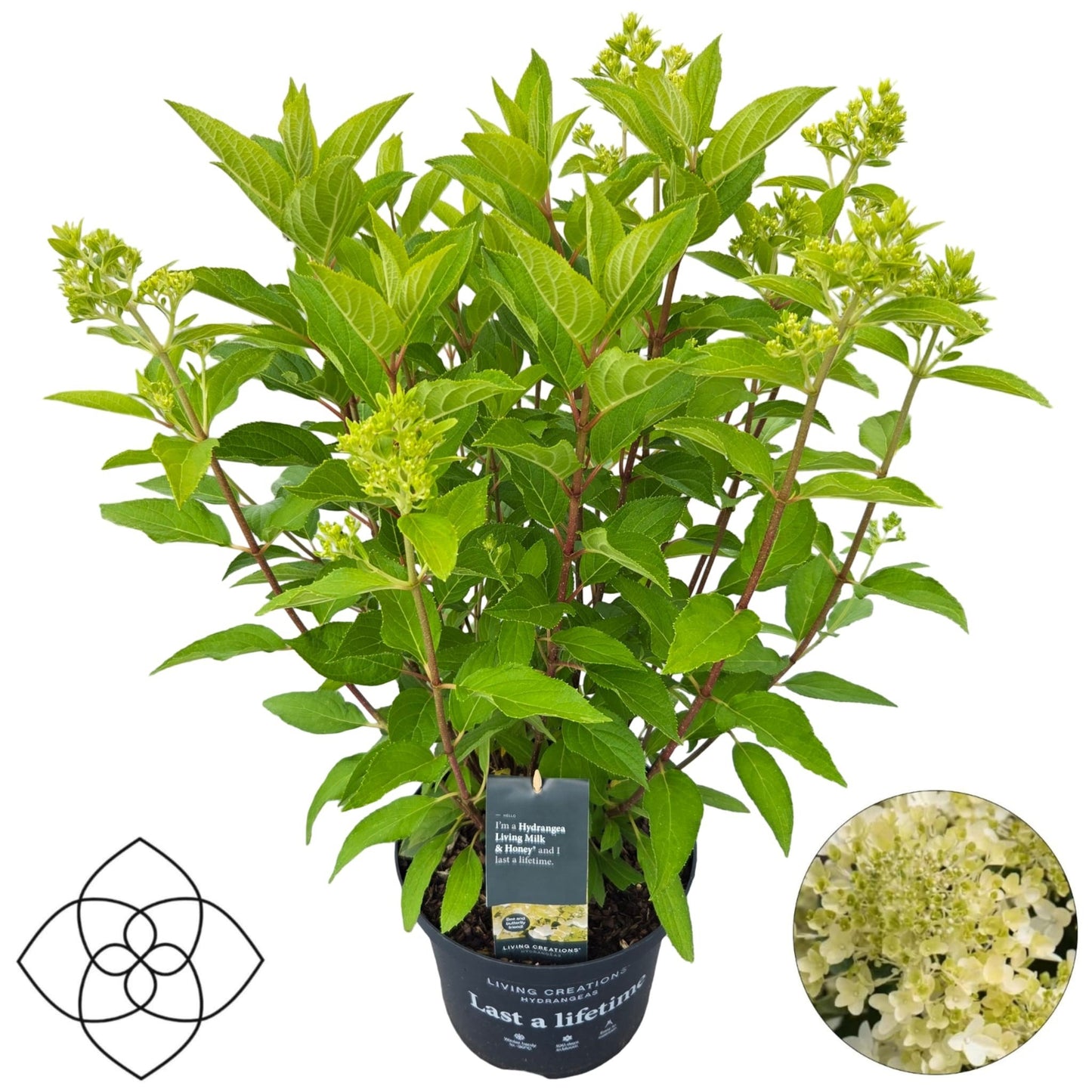 Hydrangea paniculata 70cm 23cm Pot