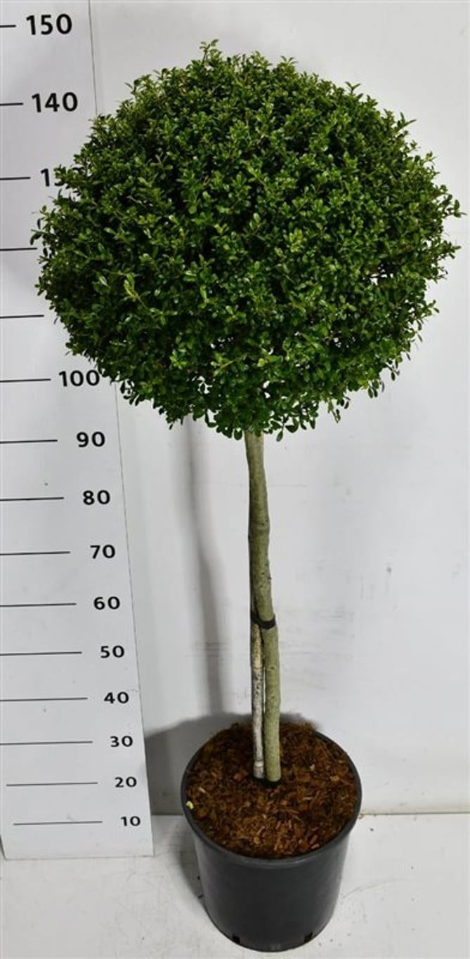 Bloemenkampen BV, Hkw. de Ilex crenata Golden Gem Pack of 1
