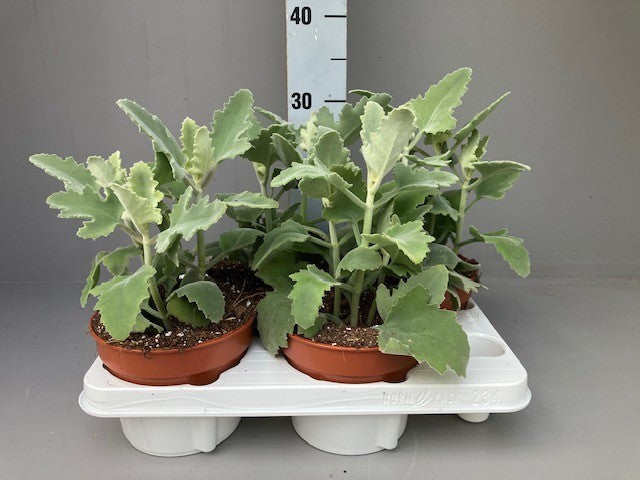 Kalanchoe beharensis 25cm 15cm Pot