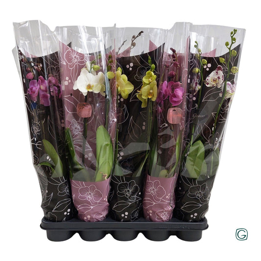 Phalaenopsis mix 4 colors 55cm 12cm Pot