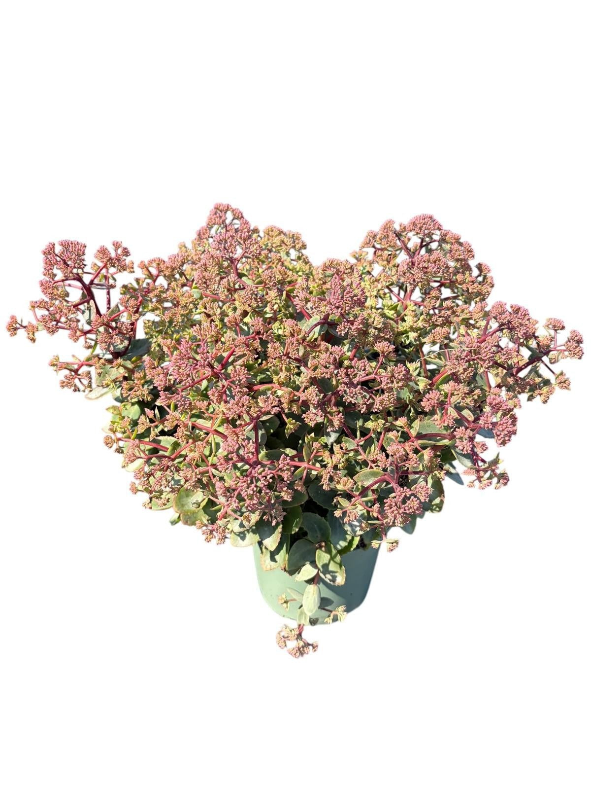 Sedum Carl 30cm 17cm Pot