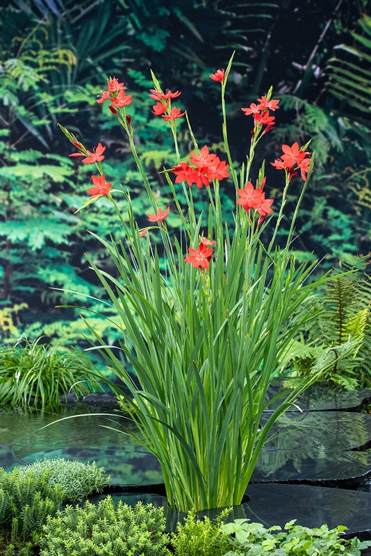 Waterplkw R. Moerings Schizostylis coccinea Major Pack of 6