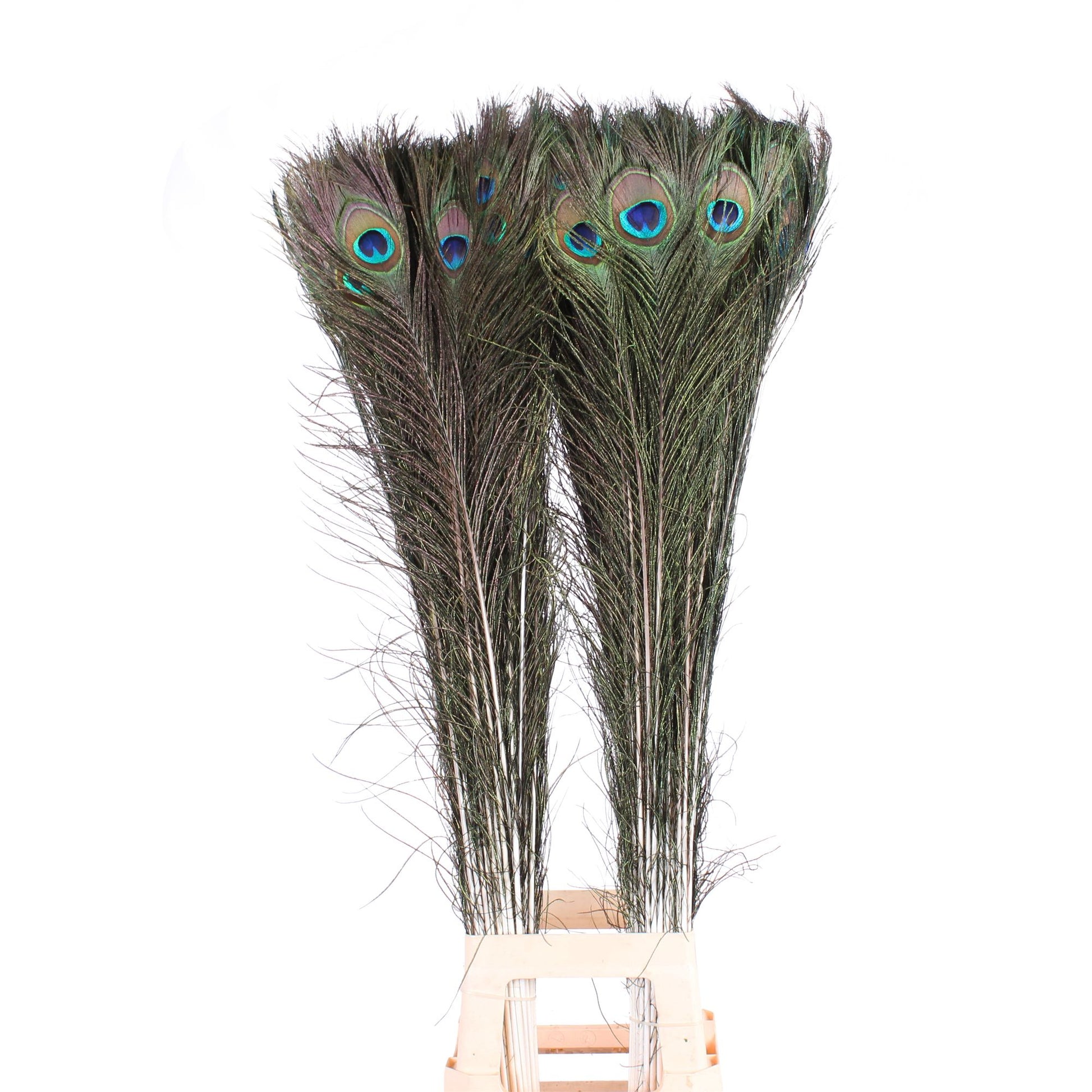Peacockfeather 120cm