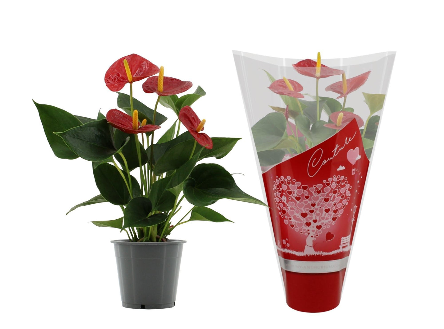 Anthurium Success Red 40cm 12cm Pot