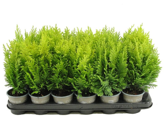 Chamaecyparis Ellwood's Empire 20cm 9cm Pot