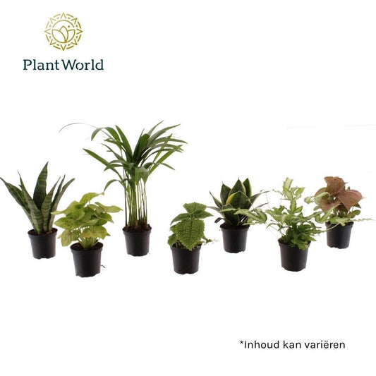 Keen on Green Texas mix 7 cm 15cm 7cm Pot