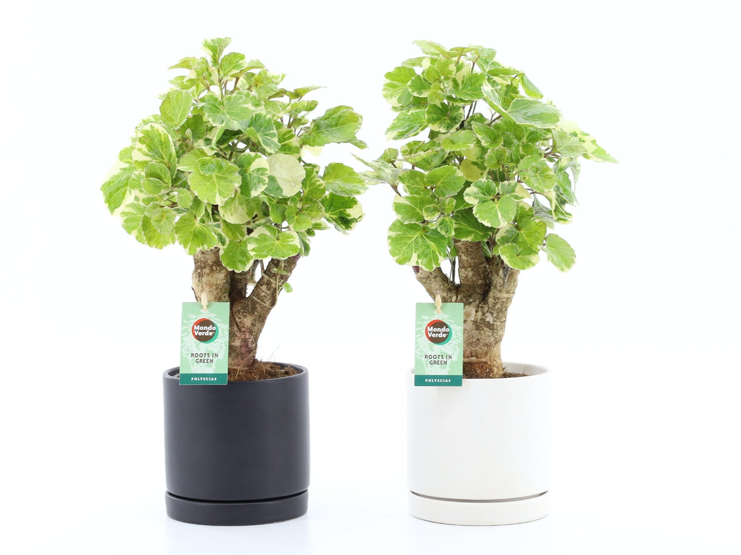 Polyscias scut. Balfourii 40cm 13cm Pot