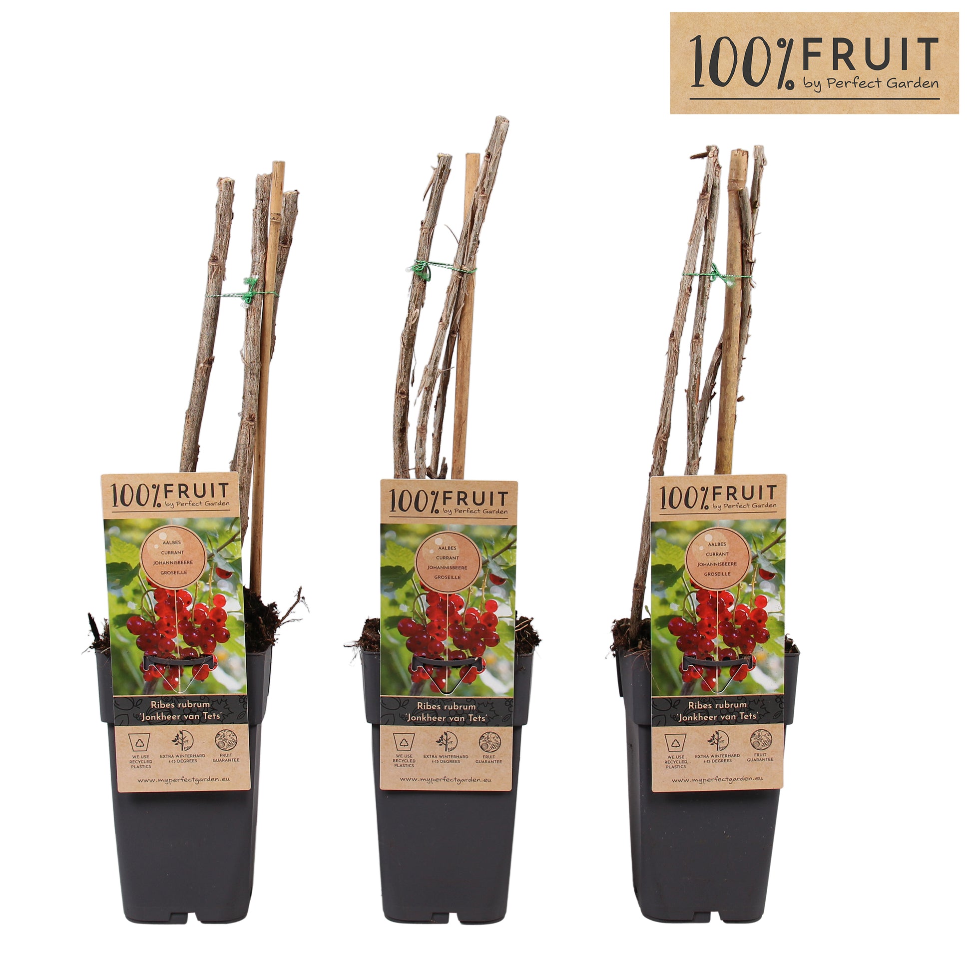 Ribes Jonkheer van Tets (Red Currant) 65cm 15cm Pot
