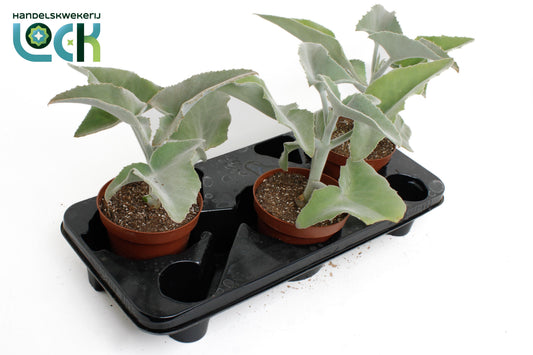 Kalanchoe beharensis 35cm 14cm Pot